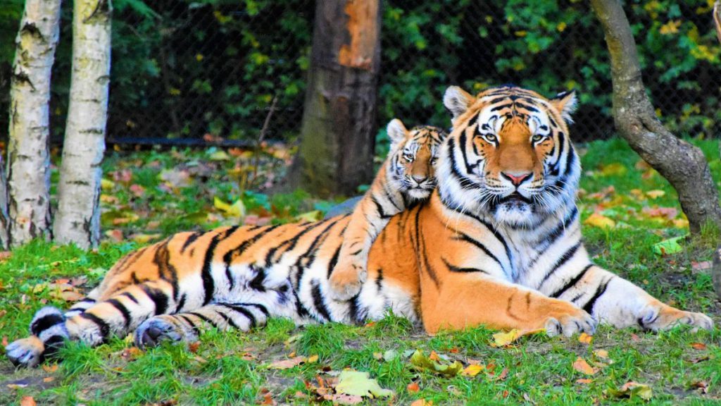 tijger met jong